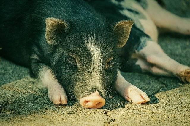 最新全国生猪猪肉价格行情涨跌走势 2023年养猪行情分析预测